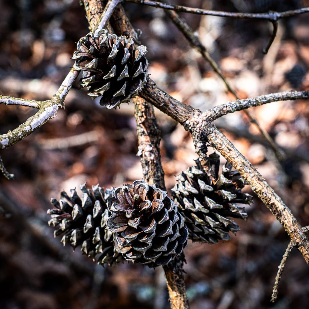 Bays-Mountain-Park-Tennessee-25