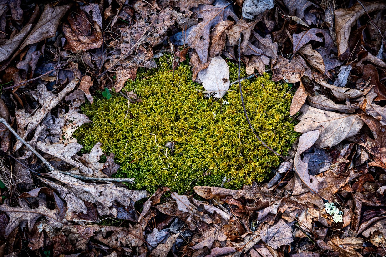 Bays-Mountain-Park-Tennessee-24