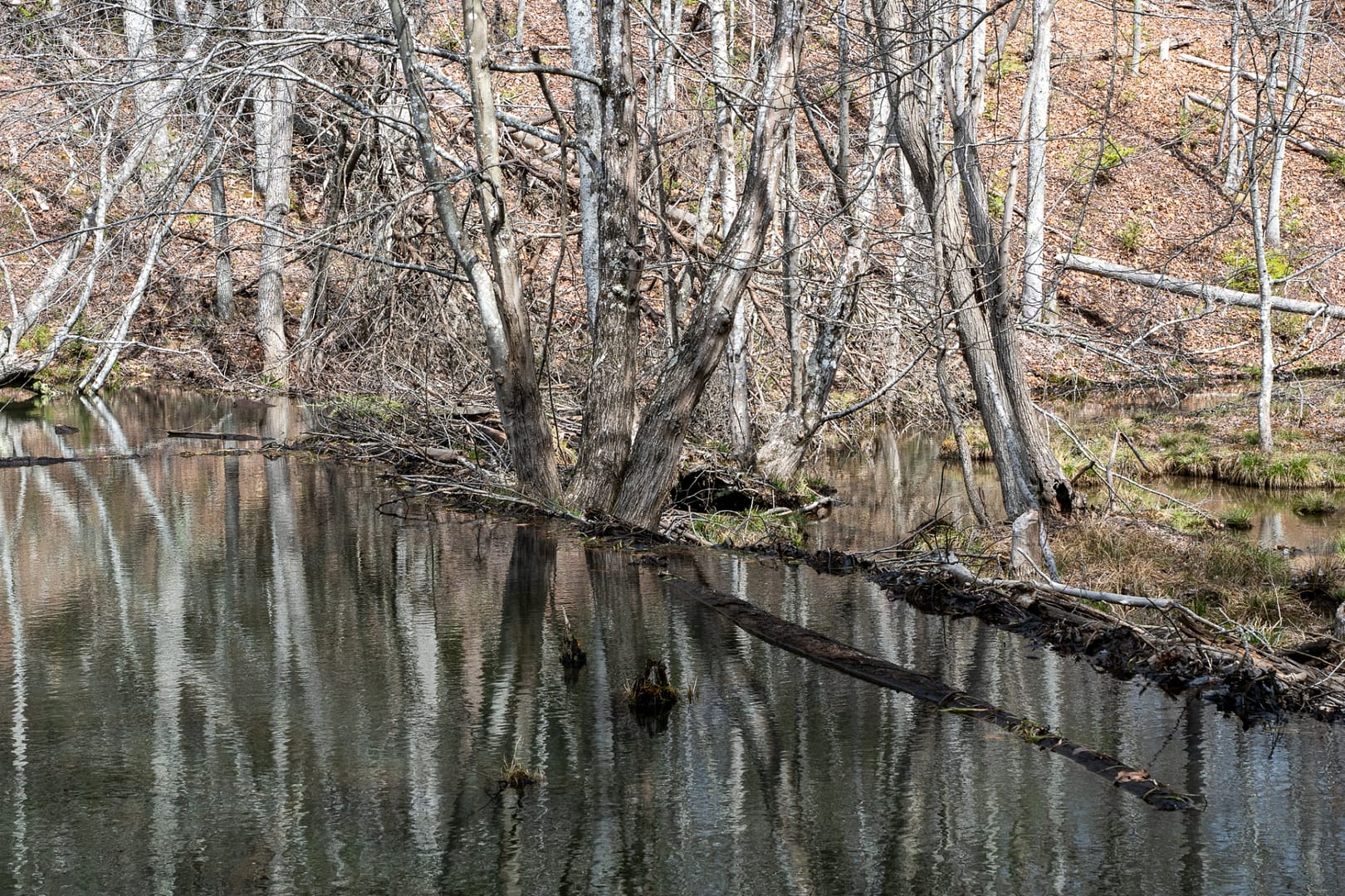 Bays-Mountain-Park-Tennessee-29