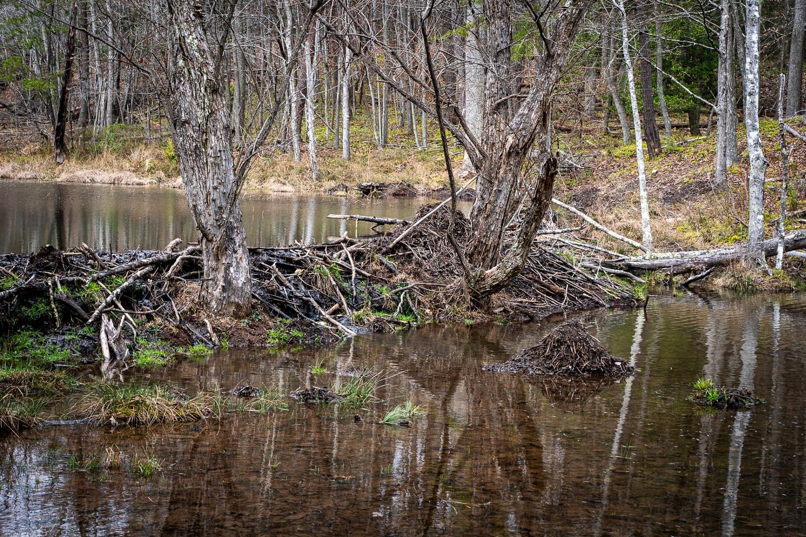 Bays-Mountain-Park-Tennessee-33