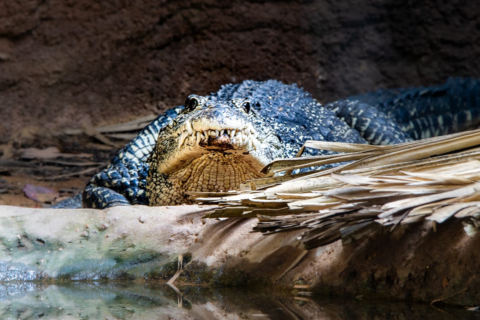 Knoxville-Zoo-31
