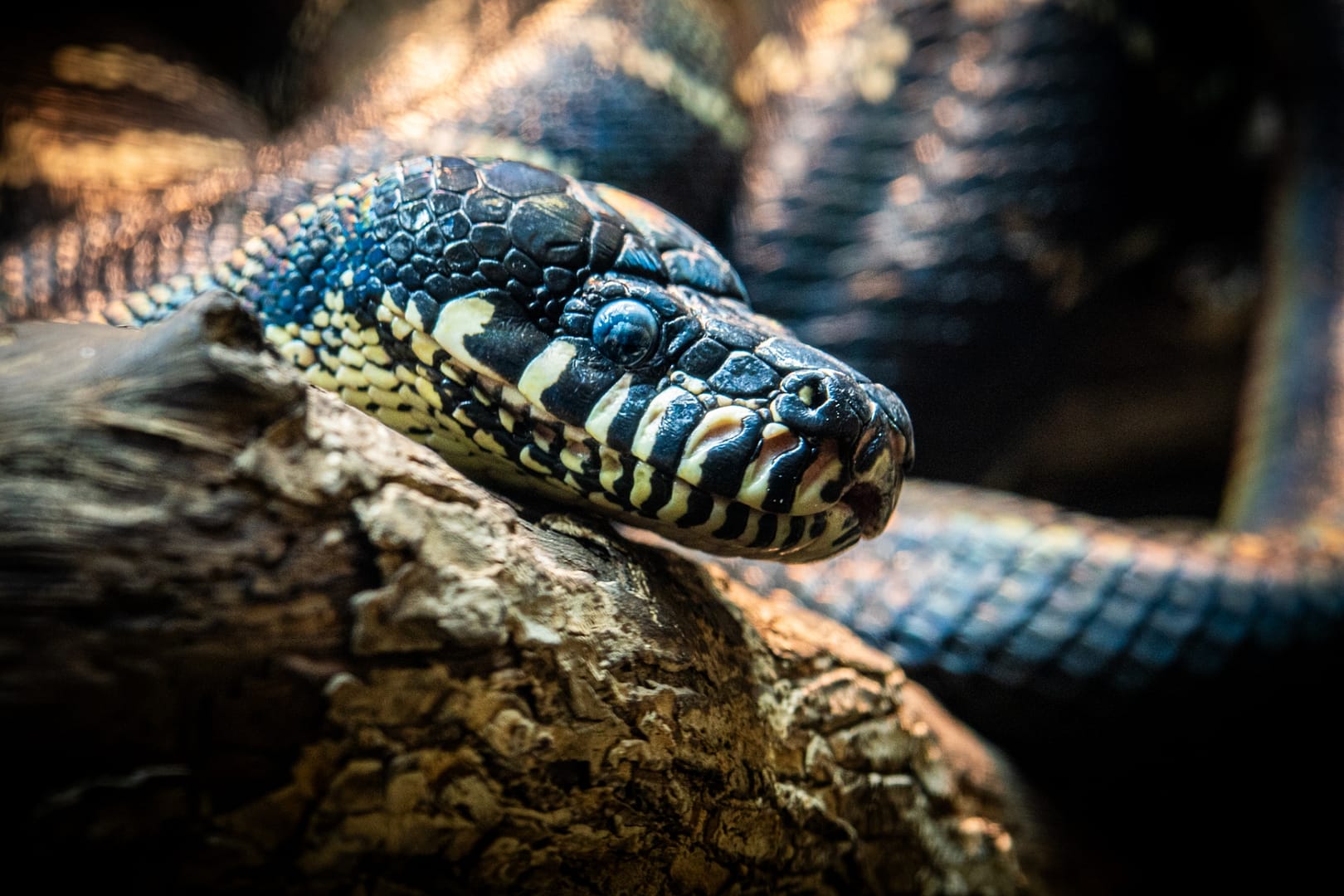 Knoxville-Zoo-34