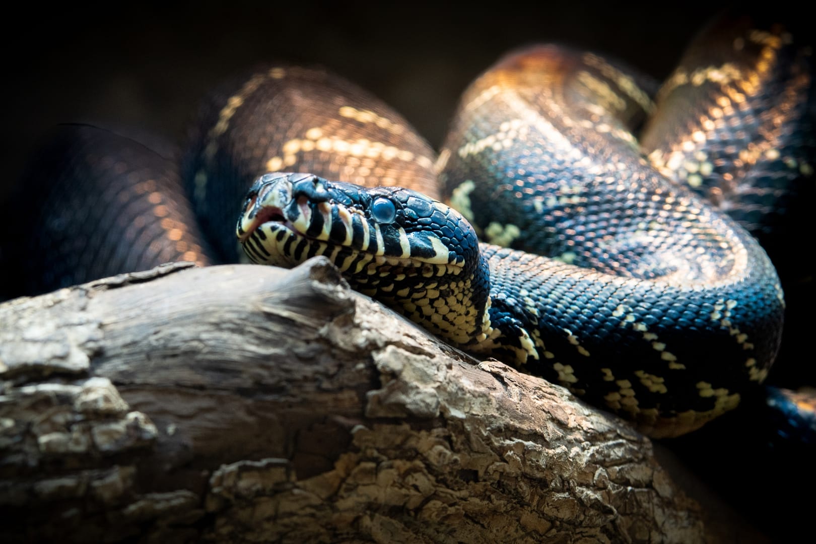 Knoxville-Zoo-35