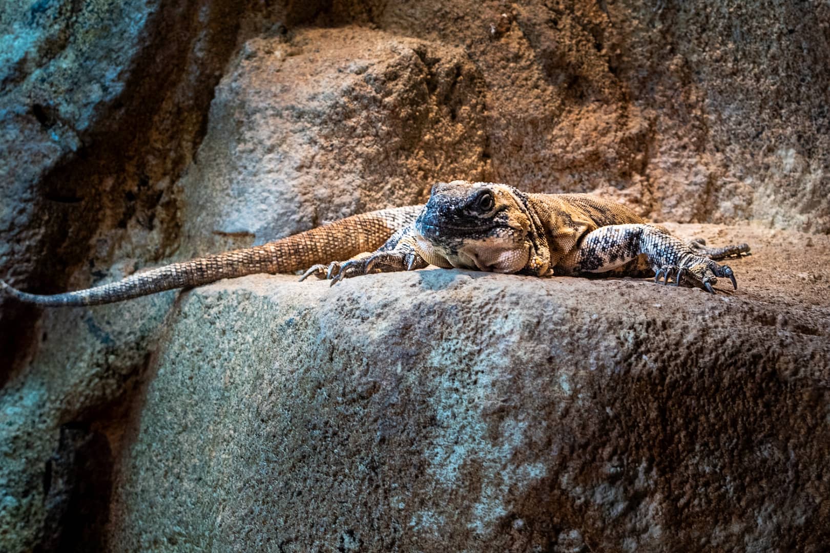 Knoxville-Zoo-36