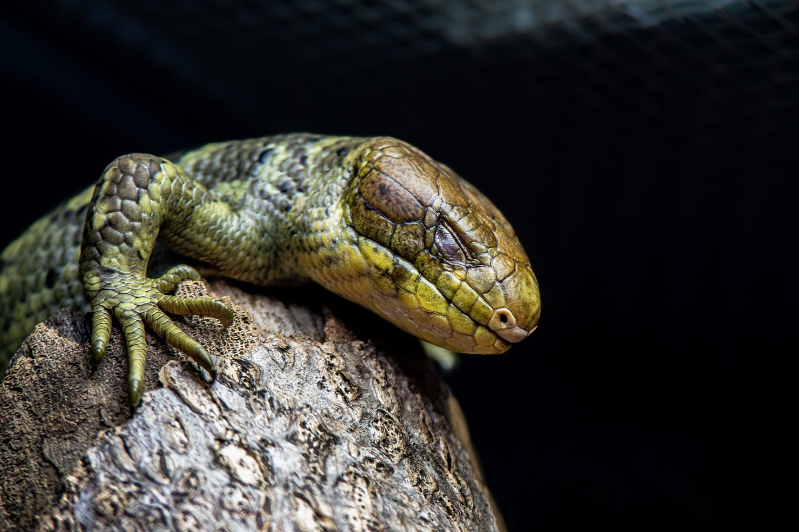 Knoxville-Zoo-38