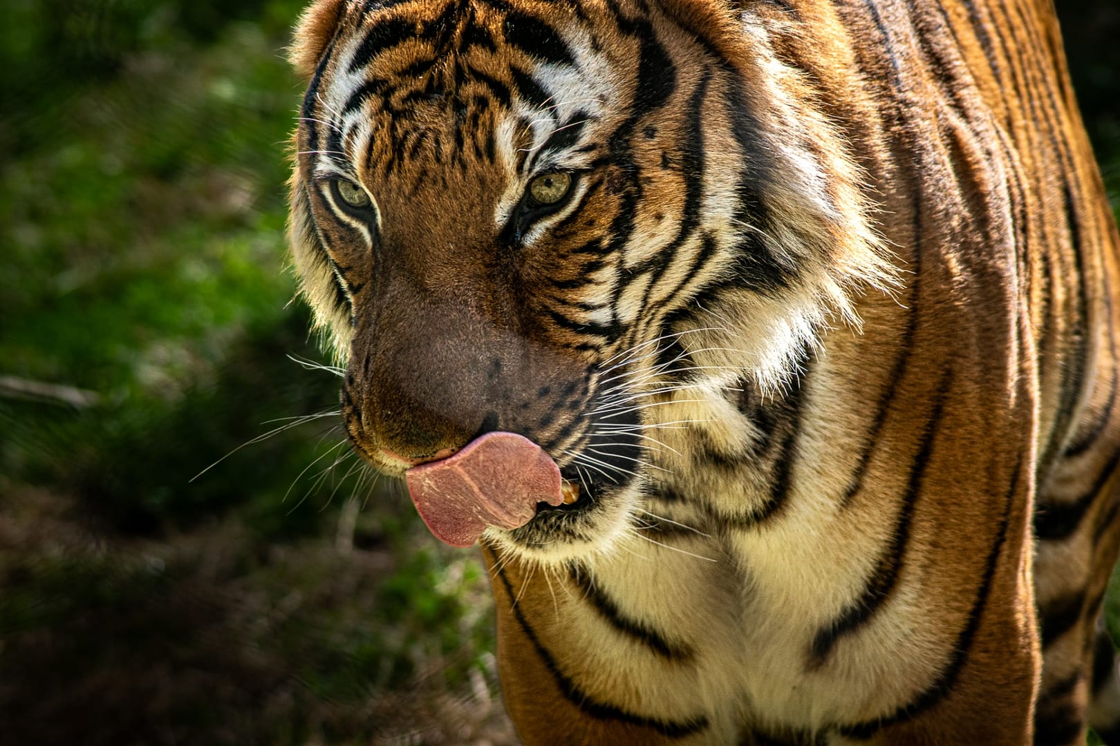 Knoxville-Zoo-8