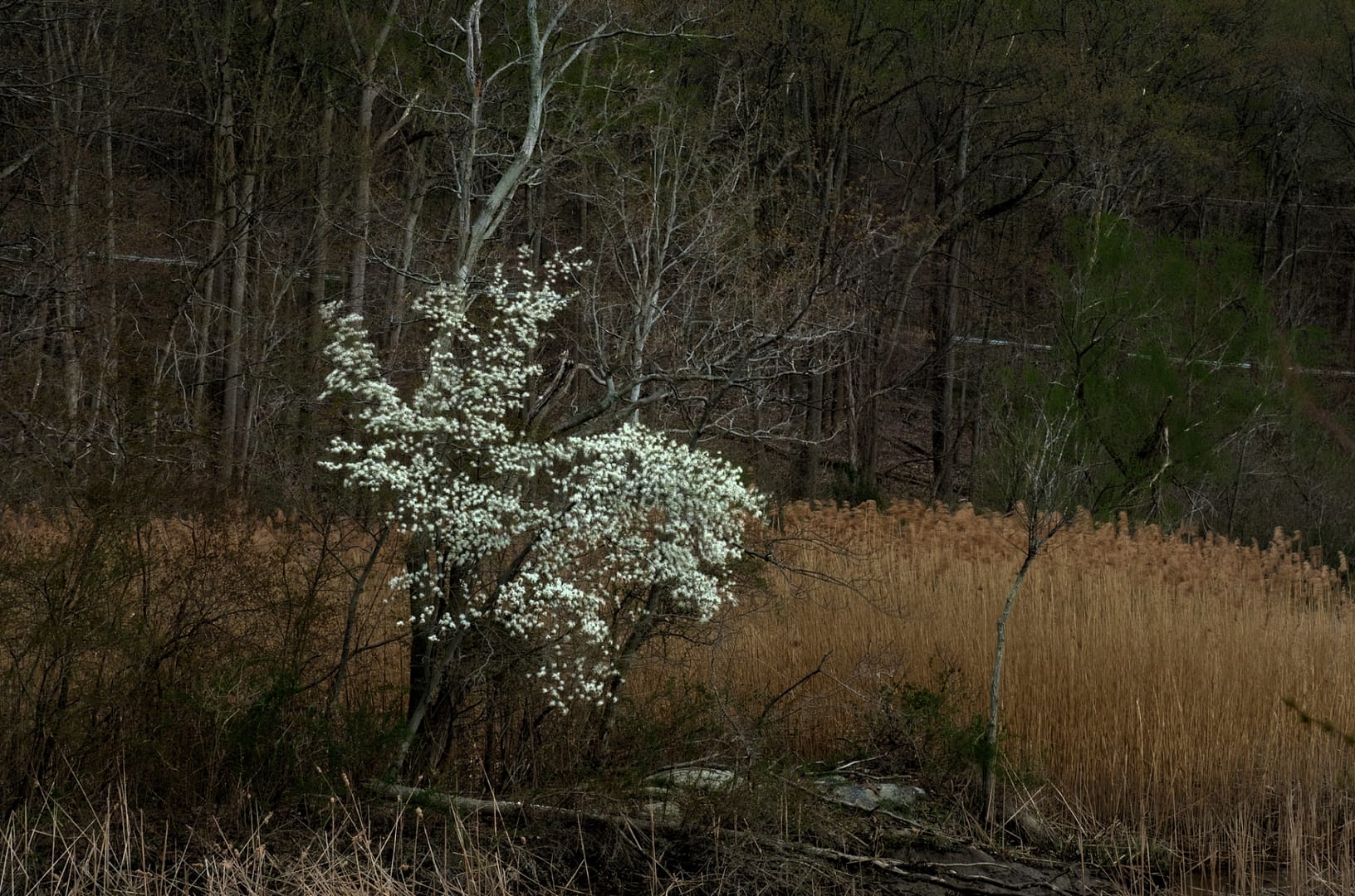 The-Blooming-tree