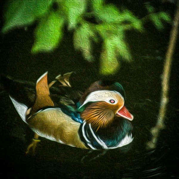 Wood duck