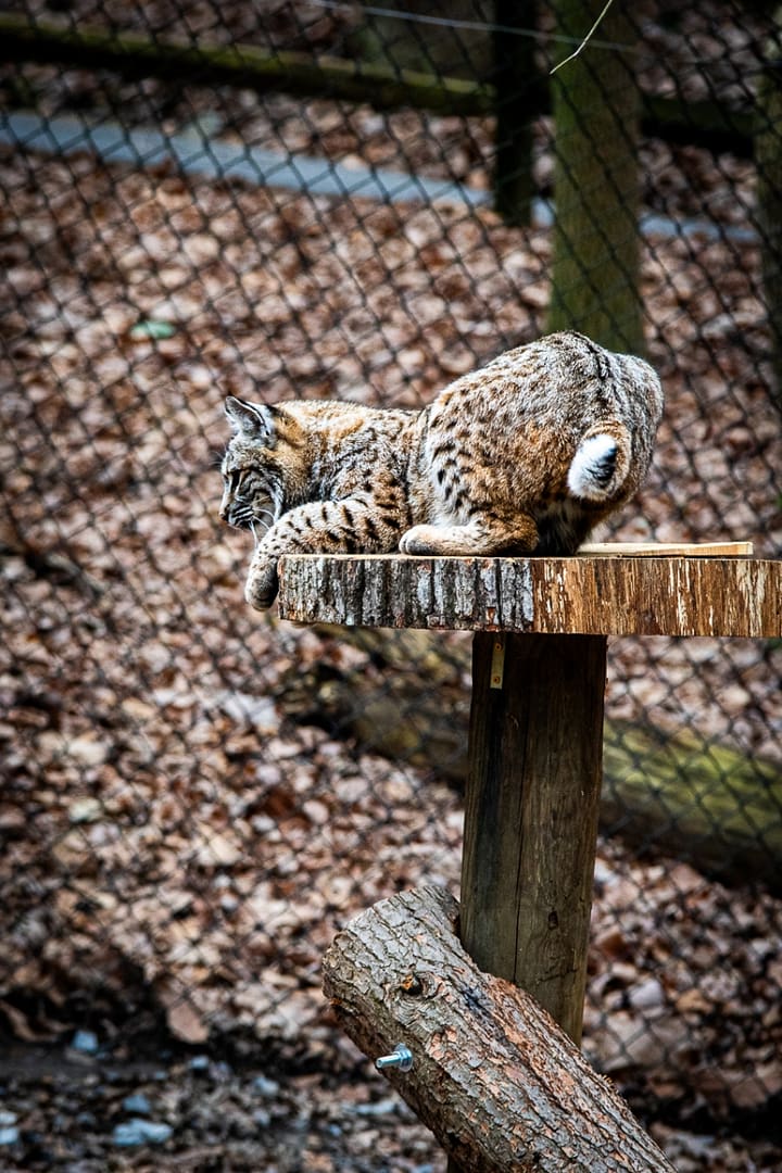 Bays-Mountain-Park-Tennessee-9