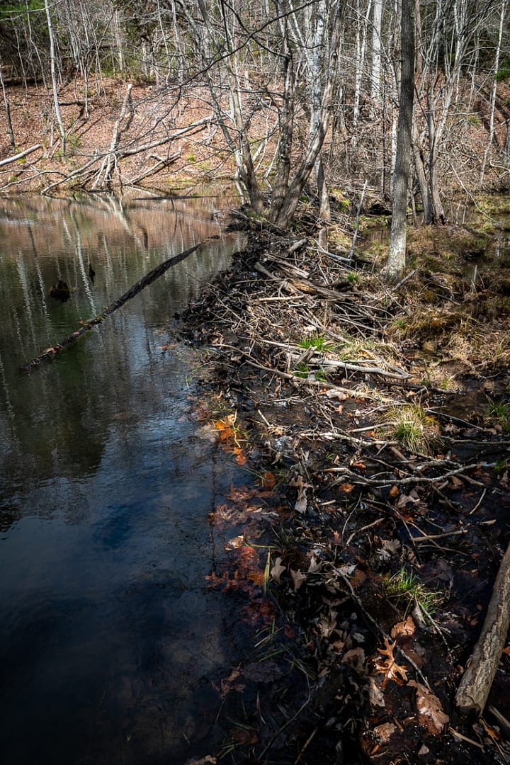 Bays-Mountain-Park-Tennessee-28
