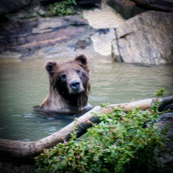 Enjoying a swim