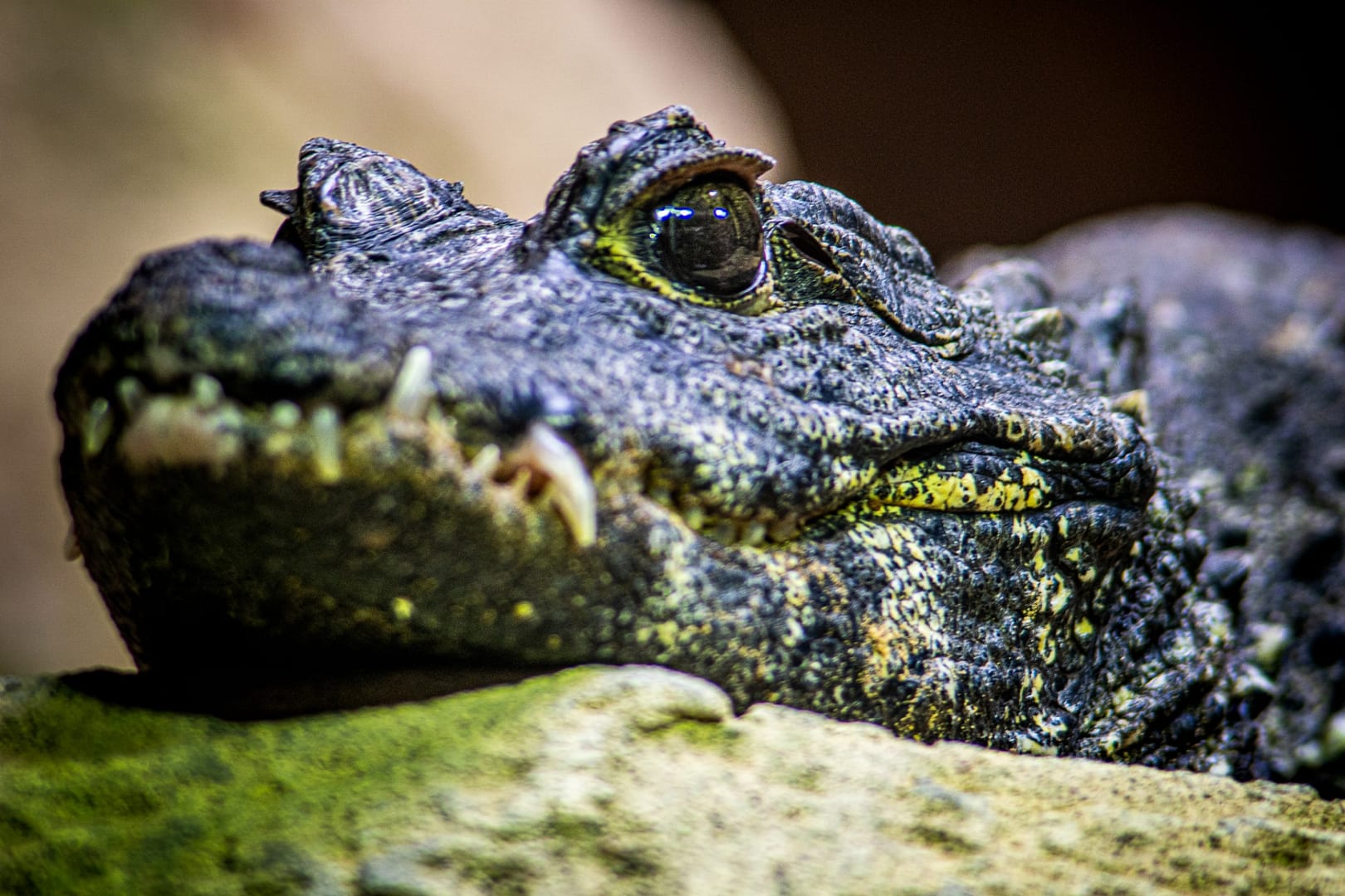 Knoxville-Zoo-11